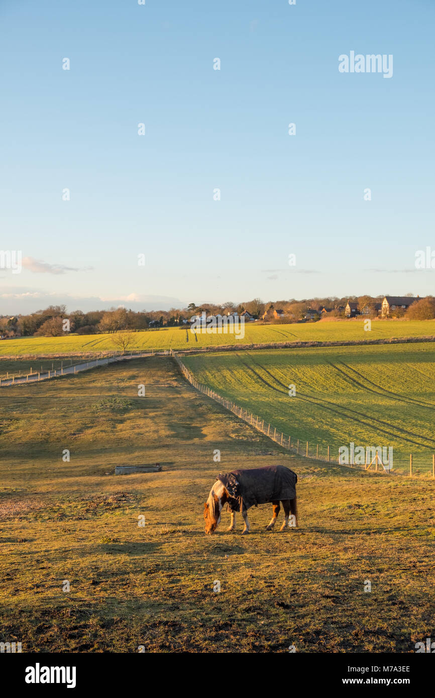 Cavallo al pascolo nei campo basso, sole, cielo blu con spazio di copia Foto Stock
