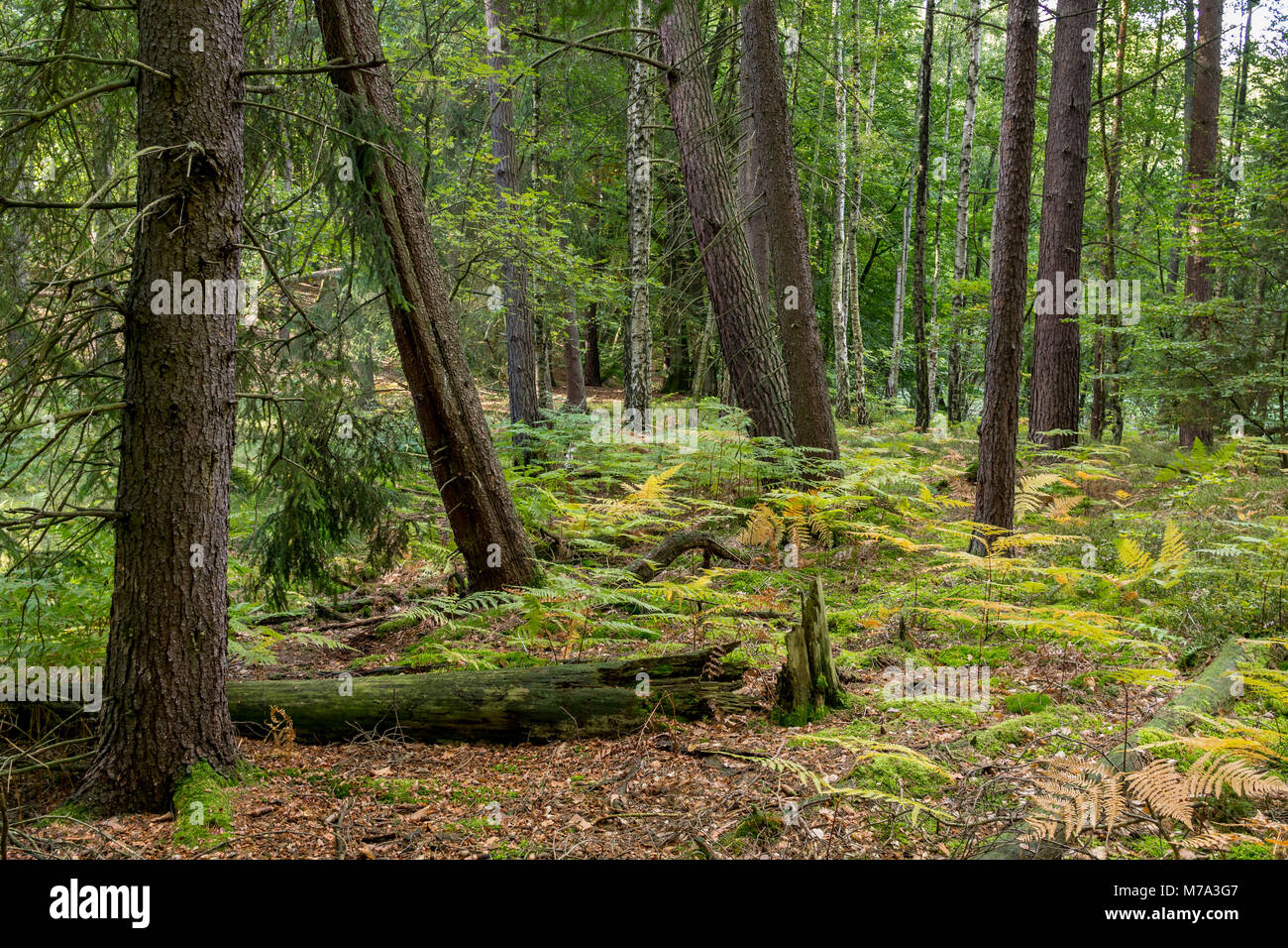 La foresta di conifere in tarda estate Foto Stock