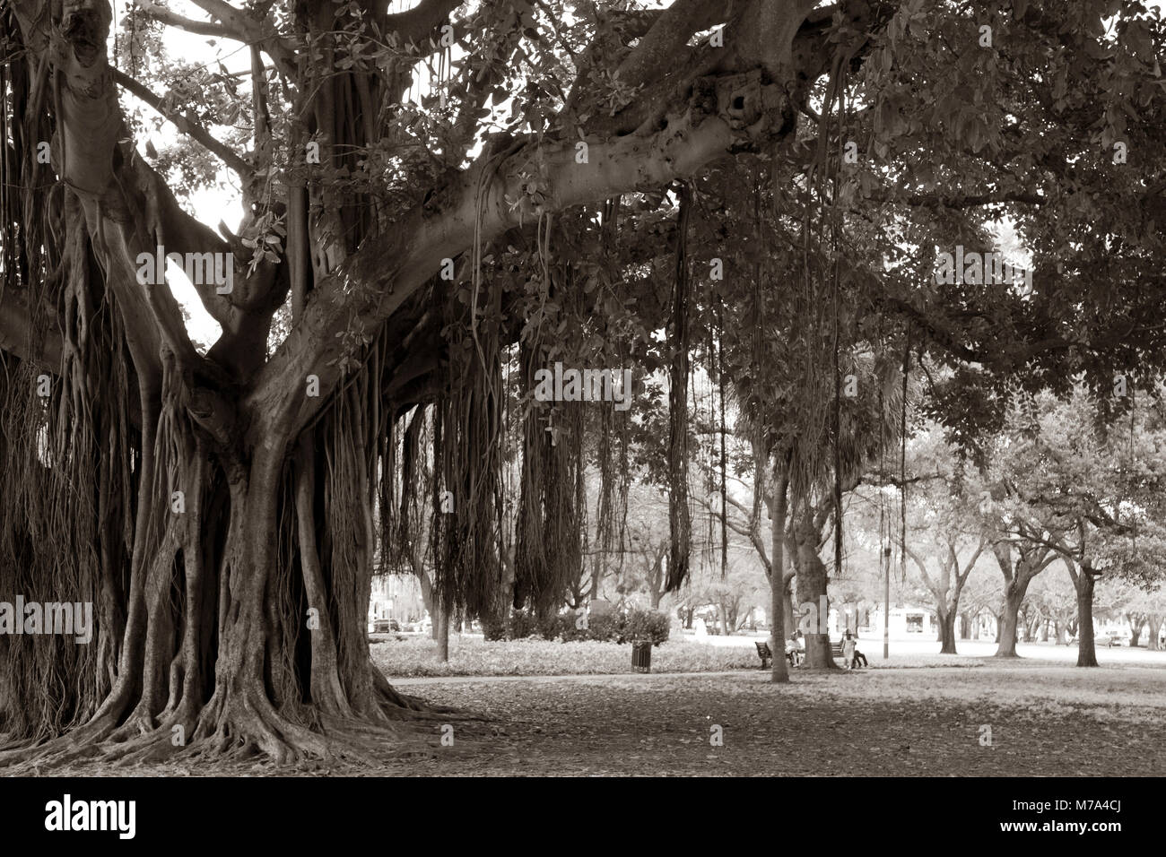 Enorme Banyan Tree al n. Straub Park. San Pietroburgo, Florida, Stati Uniti d'America. Foto Stock