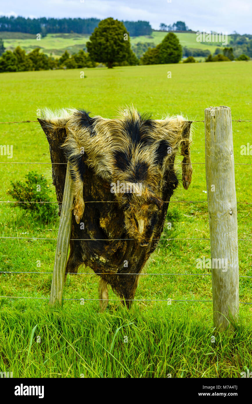 Le pelli di suini selvatici messi sul recinto vicino a Kerikeri, Isola del nord, Nuova Zelanda Foto Stock