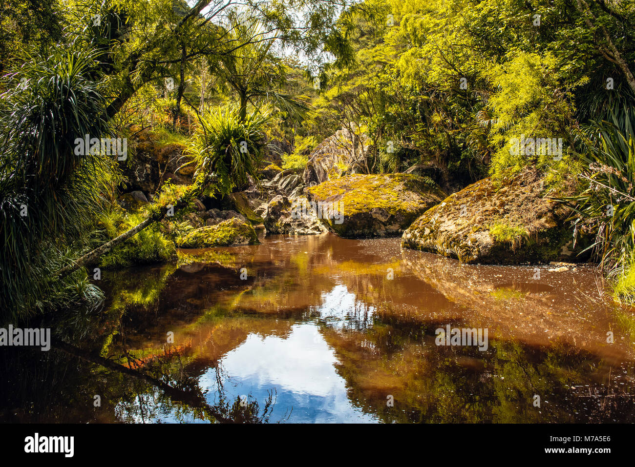 Piscina nel flusso Wairere, Wairere massi Natura Park, North Island, Nuova Zelanda Foto Stock