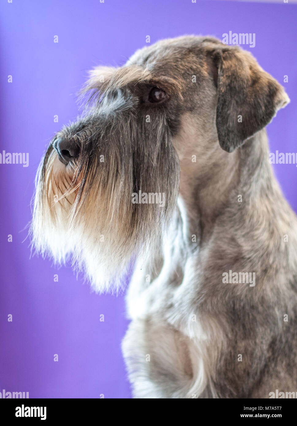 Schnauzer cane ritratto Foto Stock