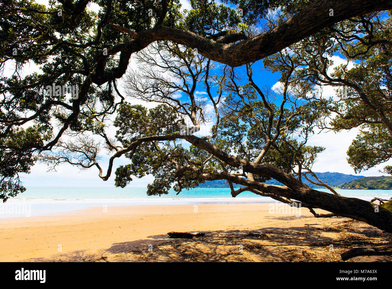 Tree spiaggia a sbalzo in corrispondenza di Coopers Bay, Northland e North Island, Nuova Zelanda Foto Stock