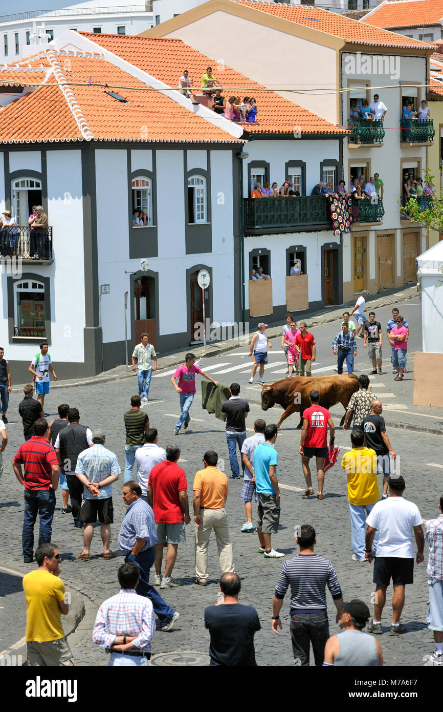La corrida giorno (tourada à corda). Angra do Heroísmo, un sito Patrimonio Mondiale dell'UNESCO. L'isola di Terceira, Azzorre. Portogallo Foto Stock