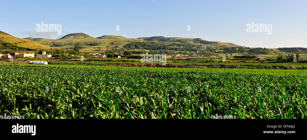 Campi di mais. Graciosa island, Azzorre. Portogallo Foto Stock