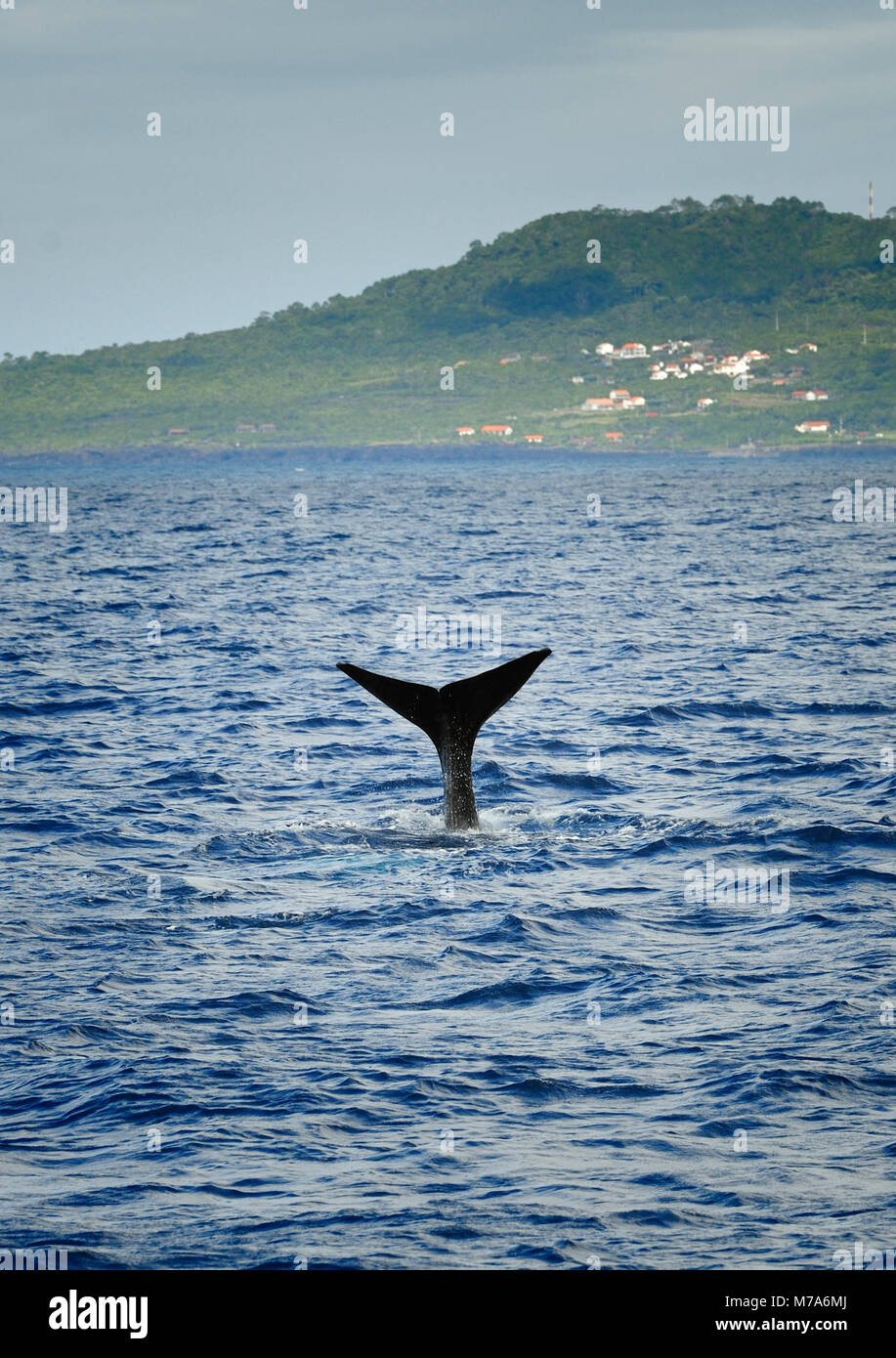 La coda di un capodoglio nei pressi dell'isola di Pico. Isole Azzorre, Portogallo Foto Stock
