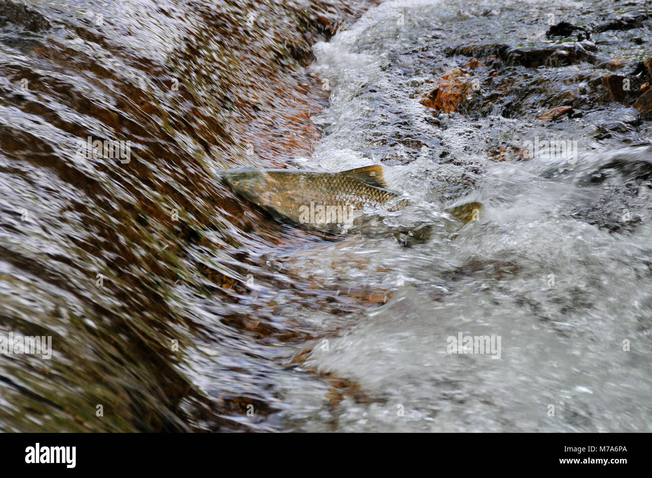 Pesce alla Monfrague Parco Nazionale. Spagna Foto Stock