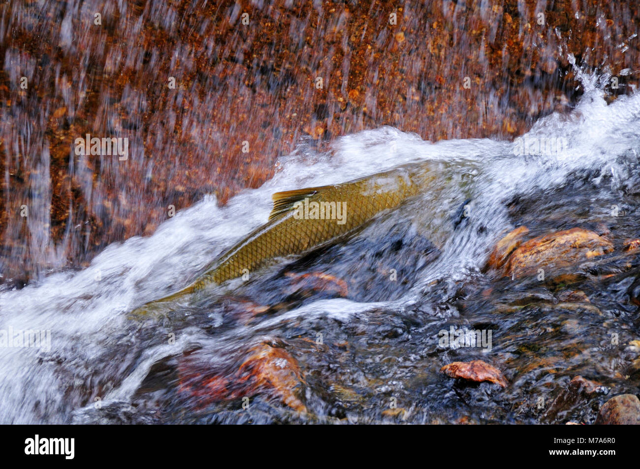Pesce alla Monfrague Parco Nazionale. Spagna Foto Stock