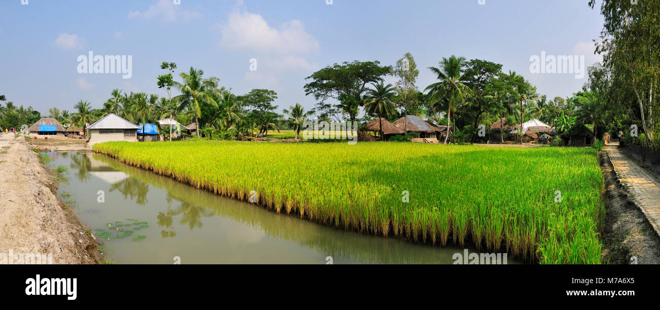 I campi di riso in Dayapur. Parco Nazionale della Sundarbans, riserva della tigre. Il Bengala Occidentale, India Foto Stock