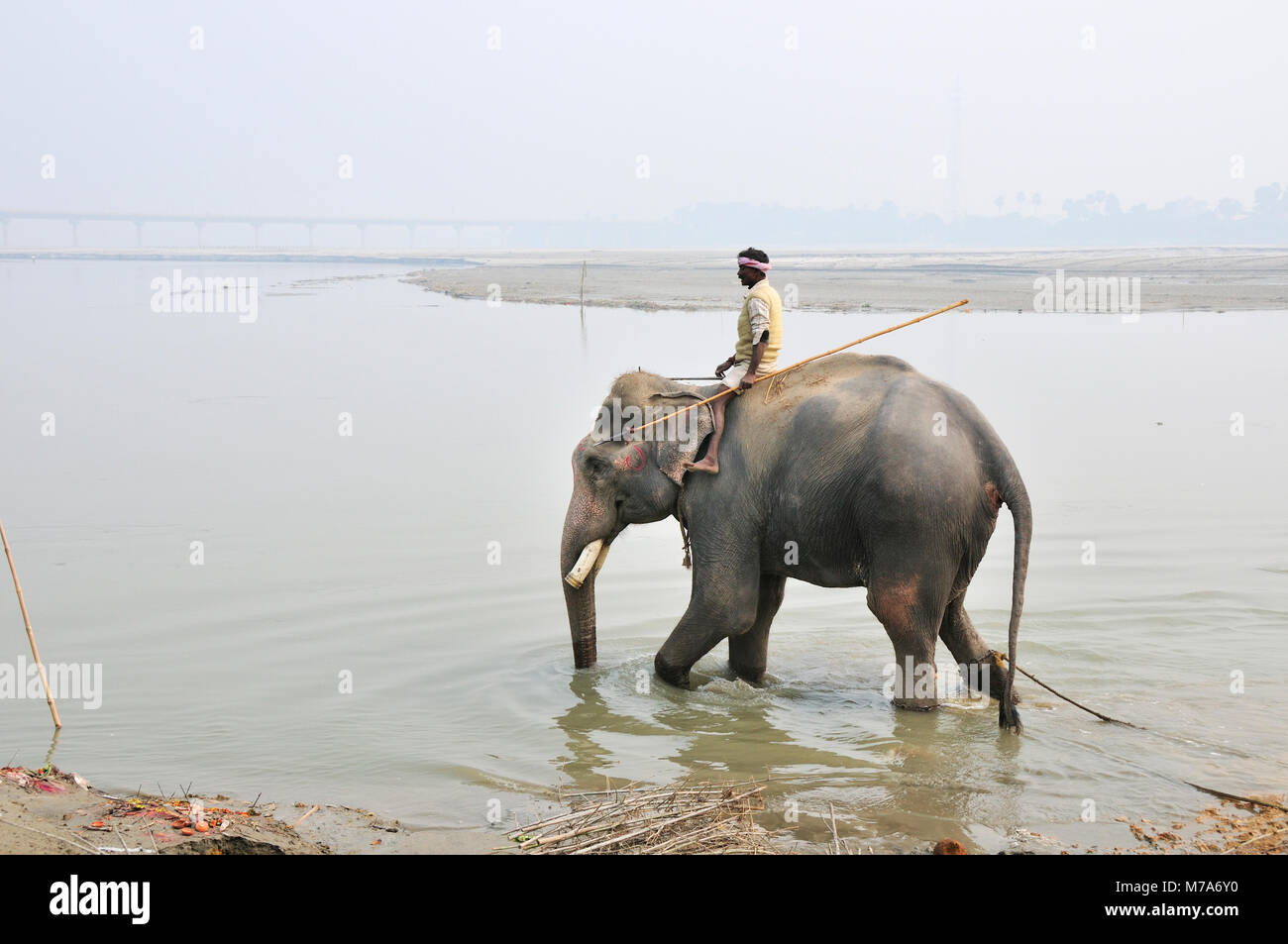 Il bagno degli elefanti con il mahout a Sonepur Mela, Bihar, in India Foto Stock