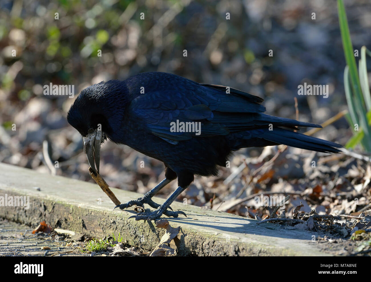 Rook - Corvus frugilegus sul terreno di raccolta materiale nido Foto Stock