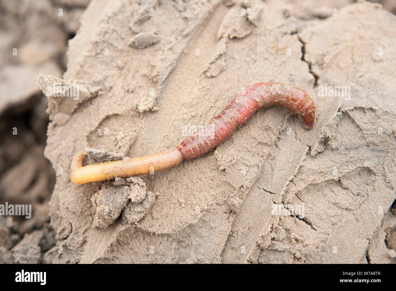 Un colpo di lugworm Arenicola marina- che è stato scavato dalla baia di Morecambe Inghilterra UK GB a bassa marea in quanto si tratta di un popolare esca per la pesca in mare Foto Stock