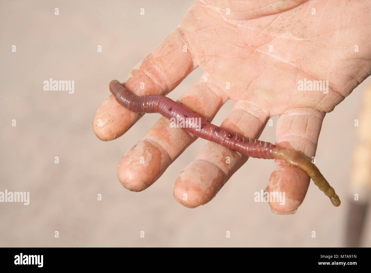 Un colpo di lugworm Arenicola marina-scavato dalla baia di Morecambe Inghilterra UK GB-lugworms sono un popolare esca per la pesca in mare Foto Stock