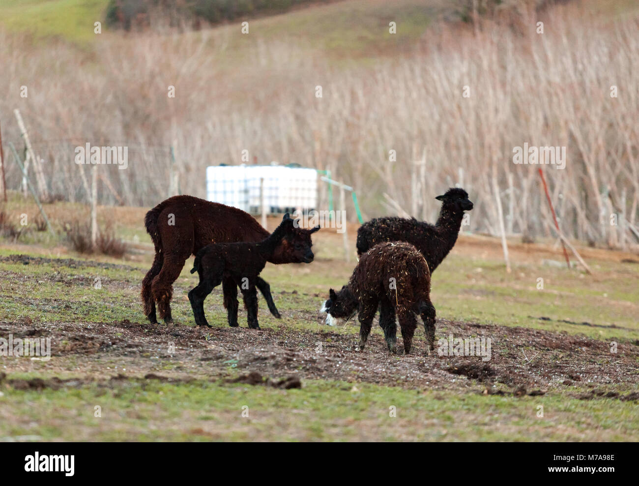 Allevamento di alpaca in Toscana per la produzione di lana. Foto Stock