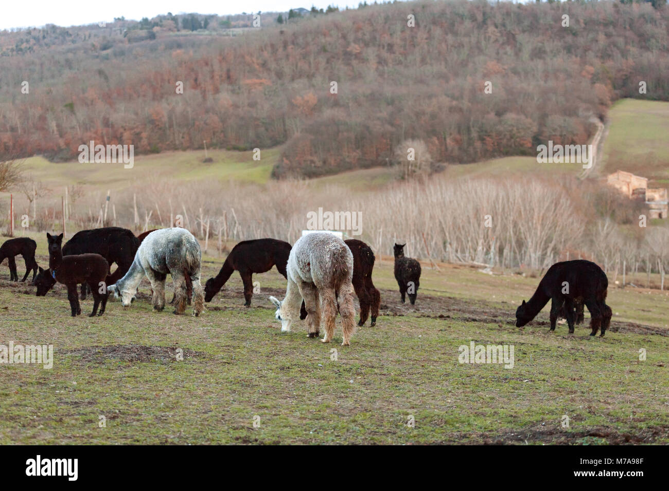 Allevamento di alpaca in Toscana per la produzione di lana. Foto Stock