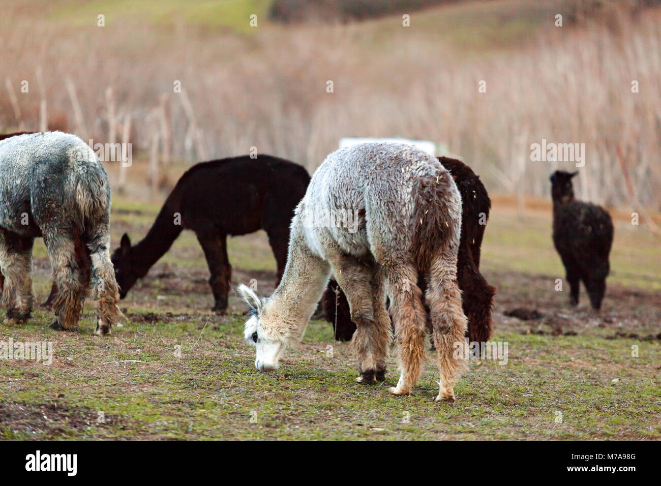 Allevamento di alpaca in Toscana per la produzione di lana. Foto Stock