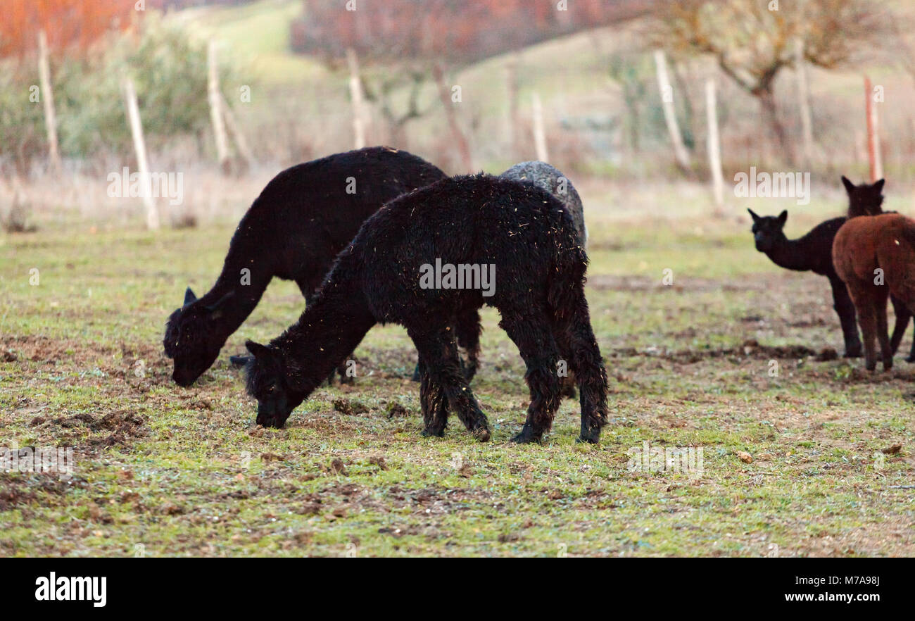 Allevamento di alpaca in Toscana per la produzione di lana. Foto Stock