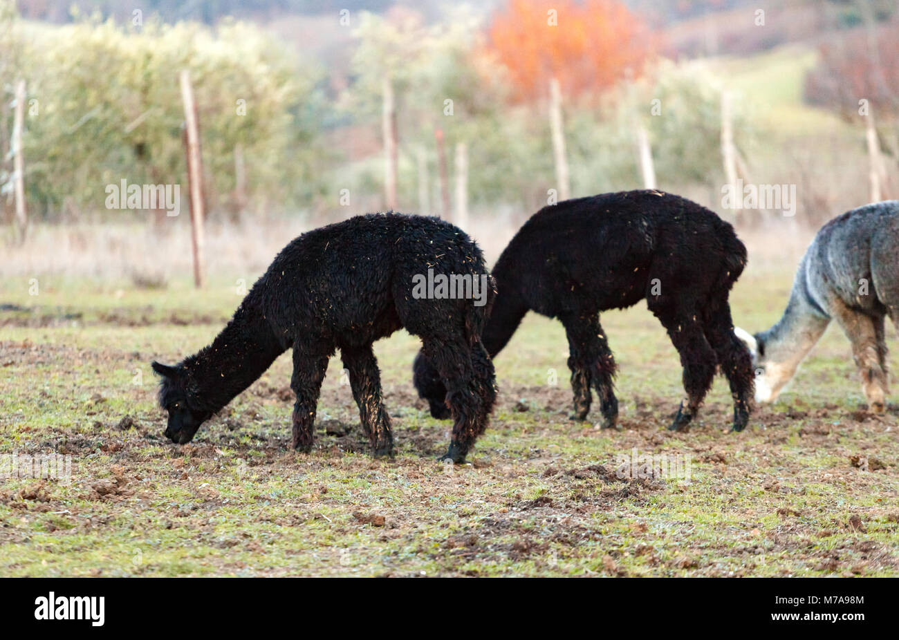 Allevamento di alpaca in Toscana per la produzione di lana. Foto Stock