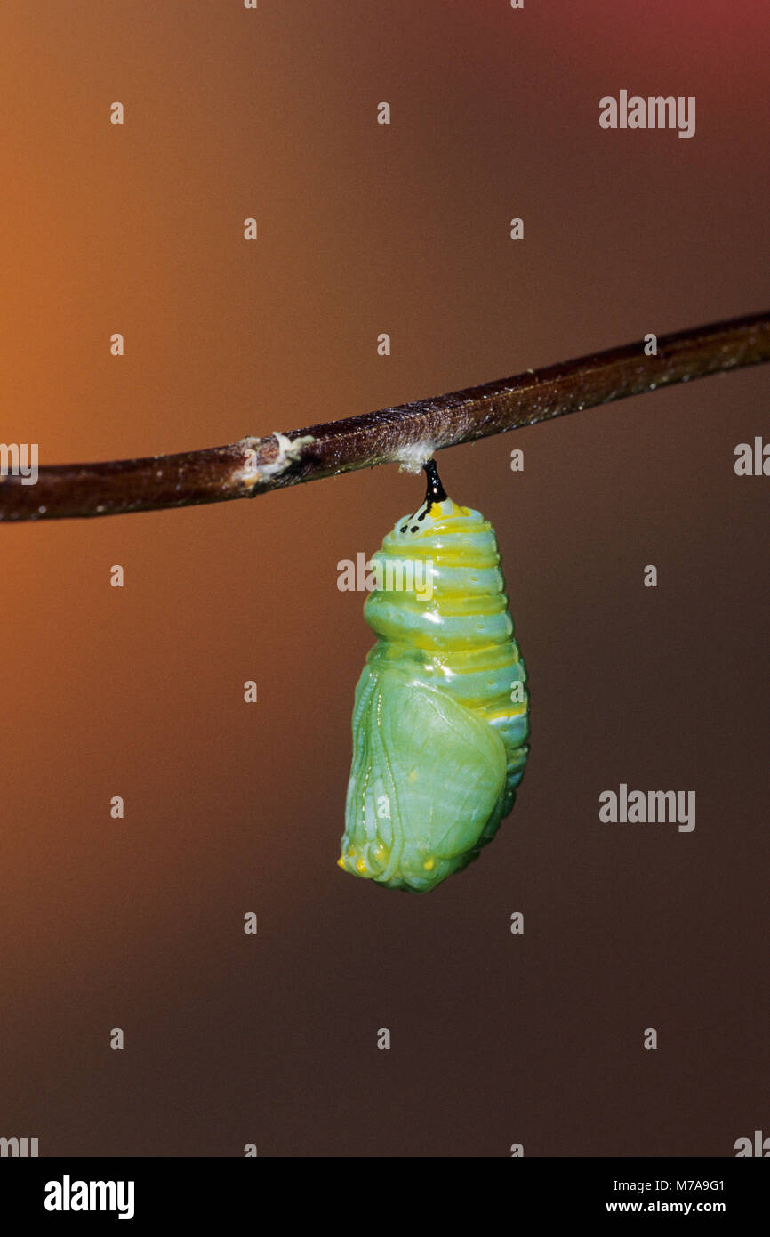 03536-02516 Monarch (Danaus plexippus) larva (caterpillar) pupating-formando crisalide (pupa) Marion Co. IL Foto Stock