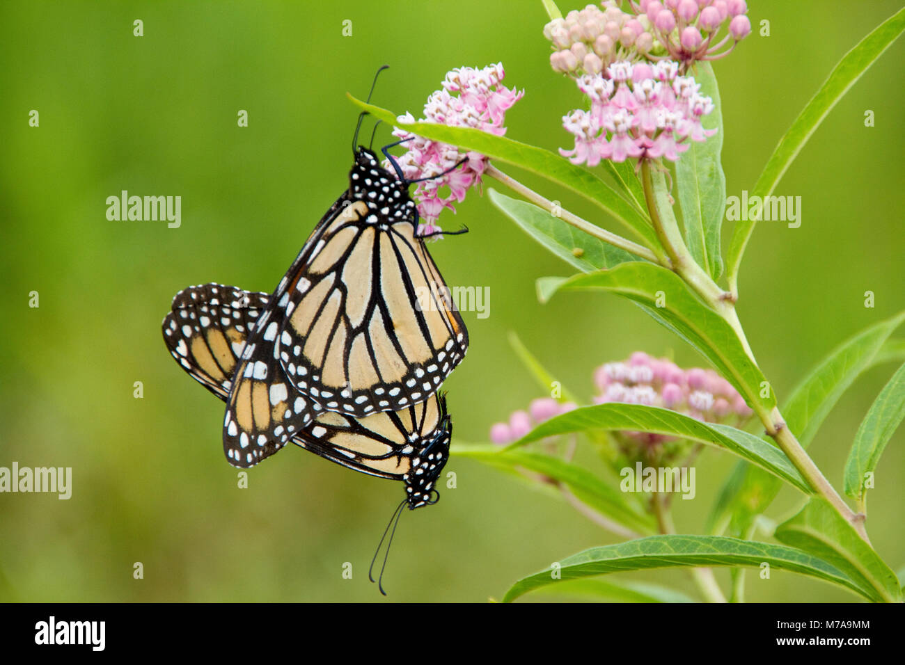 03536-04919 farfalle monarca (Danaus plexippus) maschio e femmina su Swamp Milkweed (Asclepias incarnata) Marion Co., IL Foto Stock