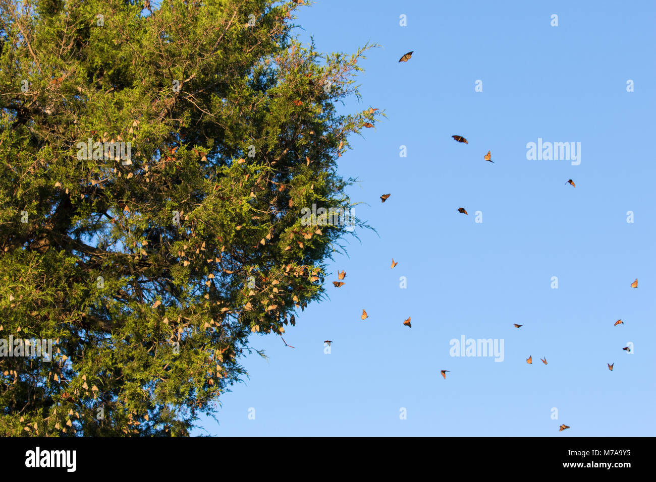 03536-05801 farfalle monarca (Danus plexippus) lasciando posatoio in Eastern Red Cedar (Juniperus Virginiana) prateria Ridge Stato Area Naturale, Marion Foto Stock