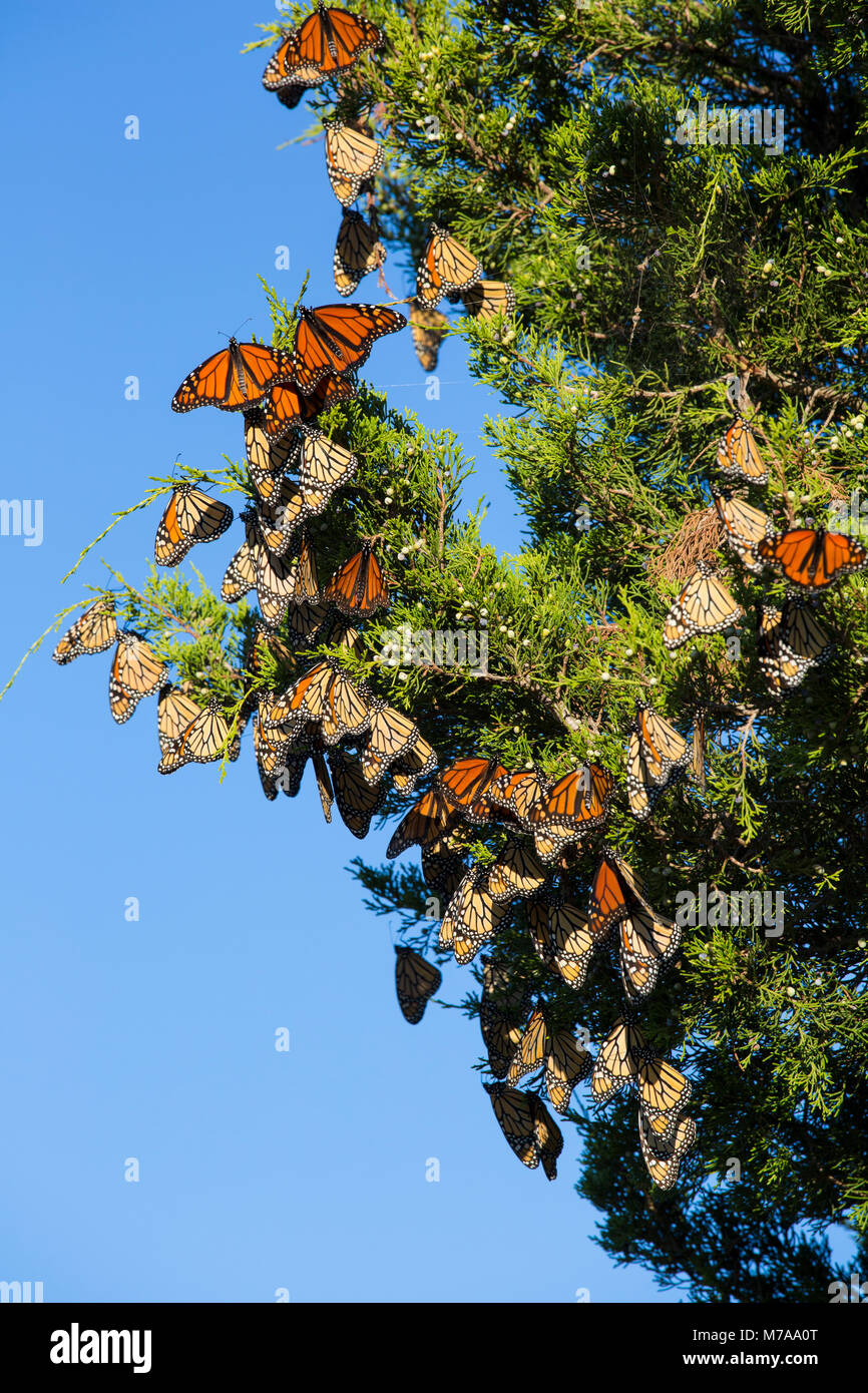 03536-05818 farfalle monarca (Danus plexippus) sono ' appollaiati in Eastern Red Cedar (Juniperus Virginiana) prateria Ridge Stato Area Naturale, Marion Co. Foto Stock