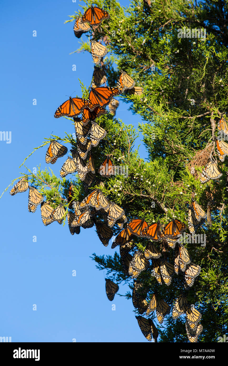 03536-05819 farfalle monarca (Danus plexippus) sono ' appollaiati in Eastern Red Cedar (Juniperus Virginiana) prateria Ridge Stato Area Naturale, Marion Co. Foto Stock