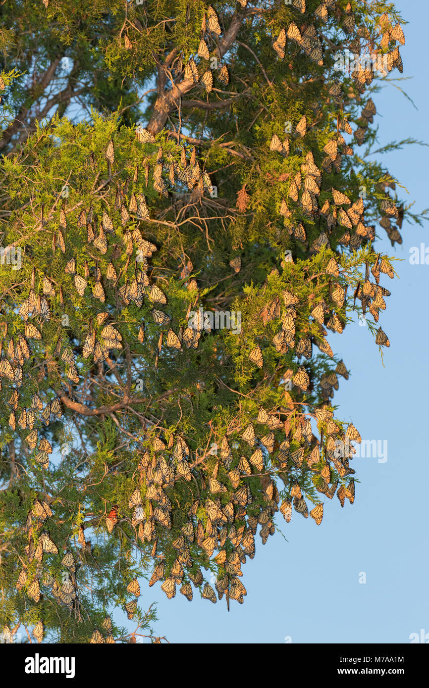 03536-05903 farfalle monarca (Danus plexippus) sono ' appollaiati in Eastern Red Cedar (Juniperus Virginiana) prateria Ridge Stato Area Naturale, Marion Co. Foto Stock