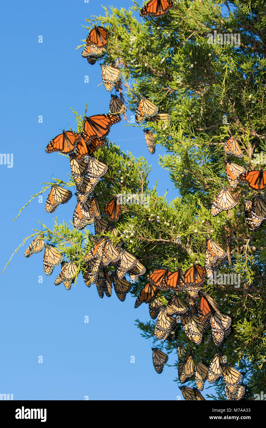 03536-05906 farfalle monarca (Danus plexippus) sono ' appollaiati in Eastern Red Cedar (Juniperus Virginiana) prateria Ridge Stato Area Naturale, Marion Co. Foto Stock