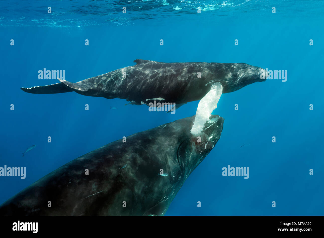 Humpback Whale (Megaptera novaeangliae), dam porta il vitello per la superficie del mare per la respirazione, pacifico, Rurutu Polinesia Francese Foto Stock