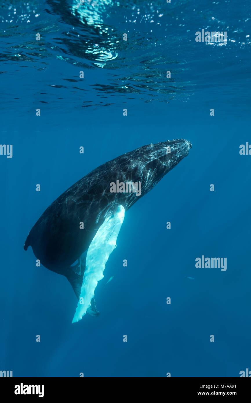 Humpback Whale (Megaptera novaeangliae) arriva alla superficie del mare per la respirazione, Oceano Pacifico, Rurutu, Polinesia francese. Foto Stock