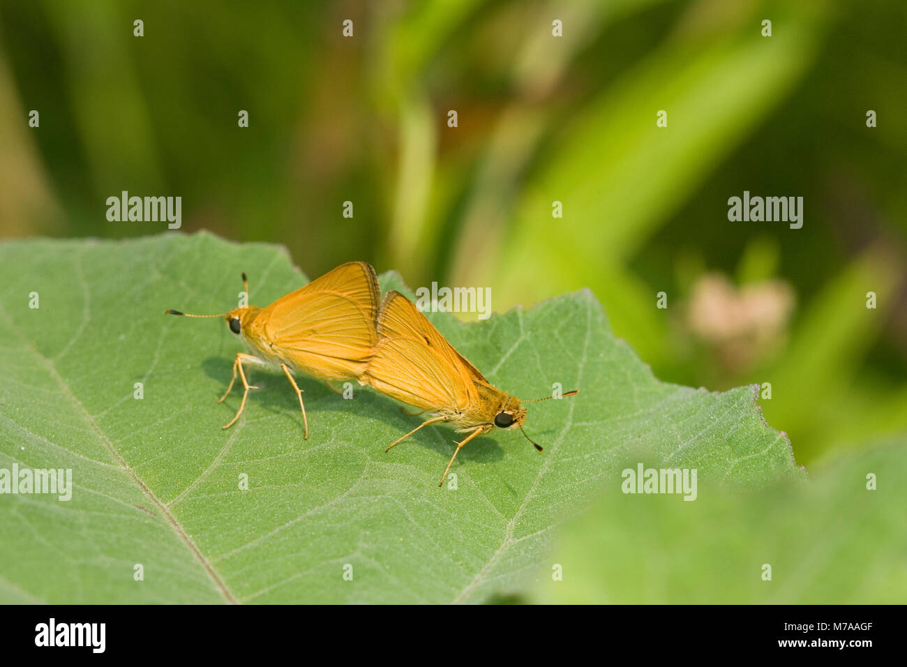 03731-003.06 Delaware Skippers (Anatrytone logan) coniugata, prateria Ridge SNA Jasper Co. IL Foto Stock