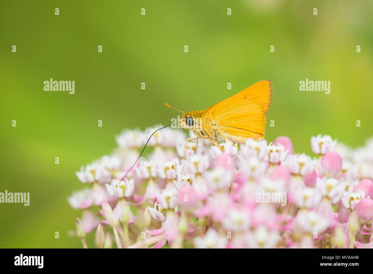 03731-00310 Delaware Skipper Butterfly (Anatrytone logan) su Swamp Milkweed (Asclepias incarnata), Marion Co., IL Foto Stock