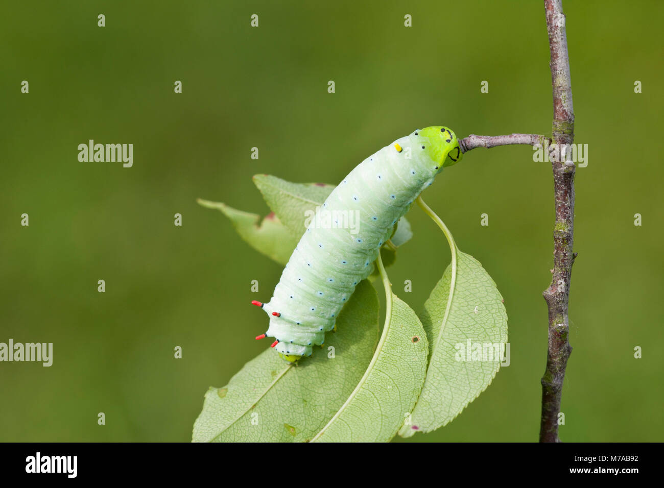 04012-00102 Promethea Tarma (Callosamia promethea) caterpillar sulla pianta ospite, ciliegio selvatico, Marion Co., IL Foto Stock