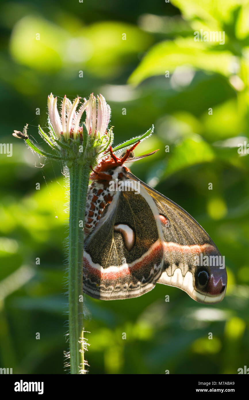 04013-00110 Peltata Tarma (Hyalophora peltata) nel giardino fiorito, Marion Co., IL Foto Stock