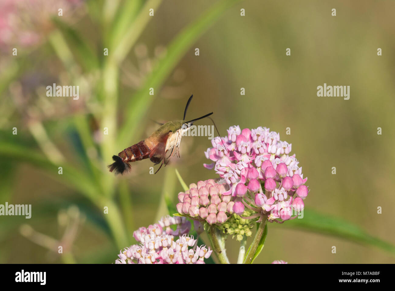 04014-00106 Hummingbird Clearwing (Hemaris thysbe) su Swamp Milkweed (Asclepias incarnata) Marion Co. IL Foto Stock