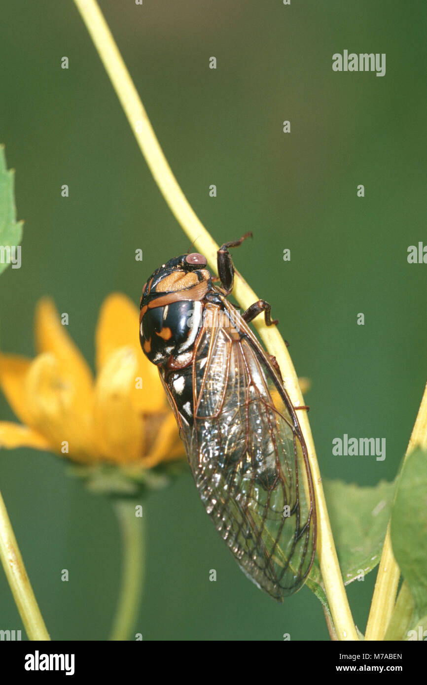 04248-001,14 Prairie Cicala (Tibicen dorsata) sulla tazza di impianto (Silphium perfoliatum) prateria Ridge SNA, Jasper Co. IL Foto Stock