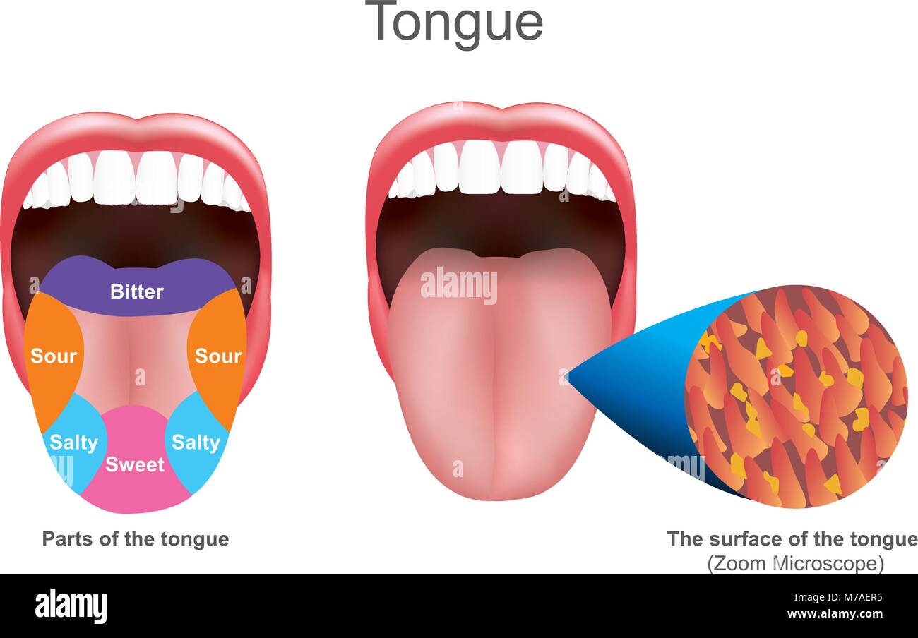 La lingua serve anche come un mezzo naturale per la pulizia dei denti.it è di importanza nel sistema digestivo ed è il principale organo del gusto in g Illustrazione Vettoriale