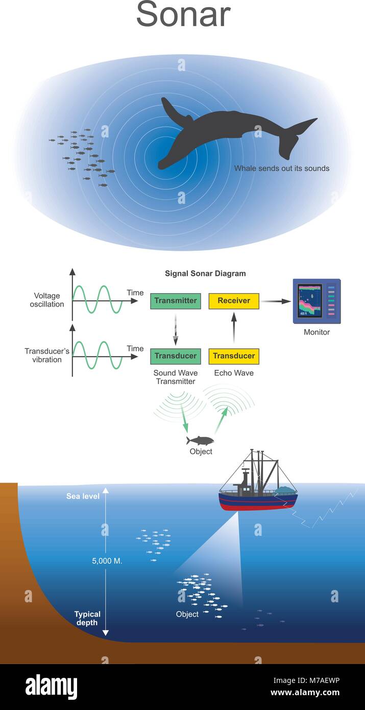 Segnale Sonar sistemi sono generalmente utilizzati per la subacquea per individuare l'intervallo di rilevamento e. Il sistema SONAR attivo emette un segnale acustico o impulso di suono, nella Illustrazione Vettoriale