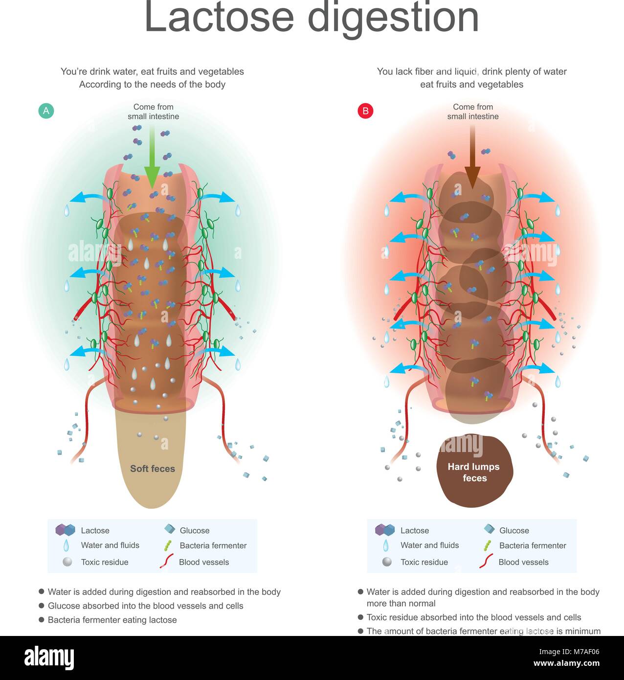 Acqua è aggiunta durante la digestione e riassorbire nel corpo. I batteri fermentatore di mangiare il lattosio. Residuo tossico assorbito in vasi sanguigni e cellule. Illu Illustrazione Vettoriale