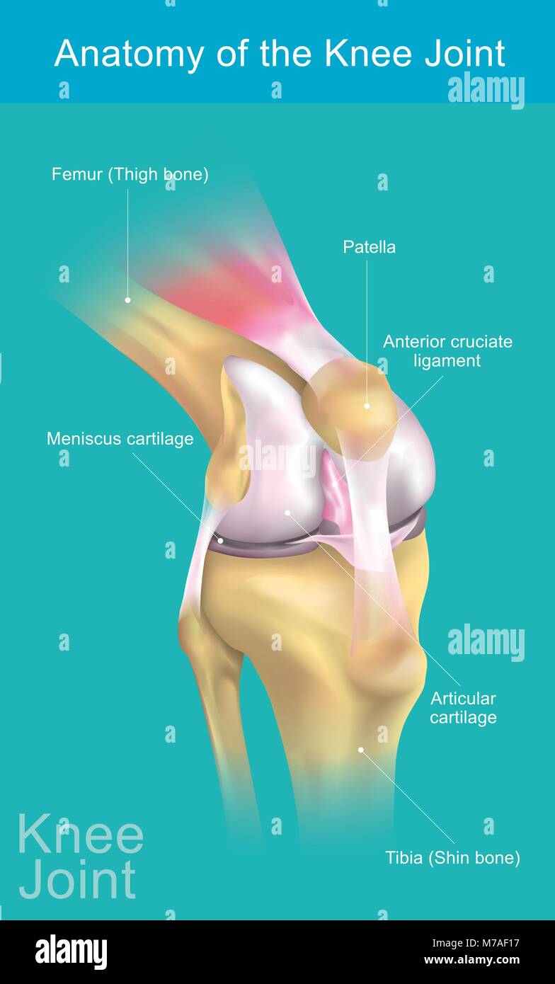 Il giunto del ginocchio si unisce la coscia con la gamba ed è costituito da due articolazioni: uno tra il femore e la tibia e uno tra il femore e la rotula. Illustrazione Vettoriale