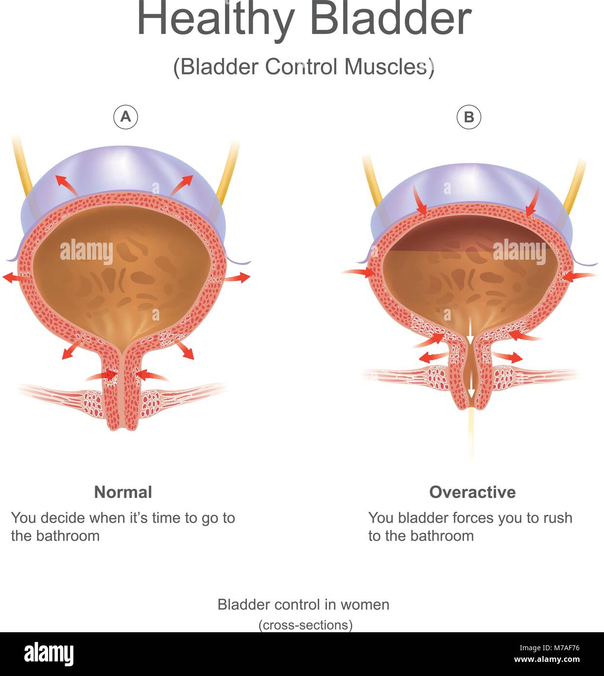 La vescica nell'uomo la vescica è una cava muscolare e distensible (o elastico) organo, che si siede sul pavimento pelvico. L'urina entra nella vescica Illustrazione Vettoriale