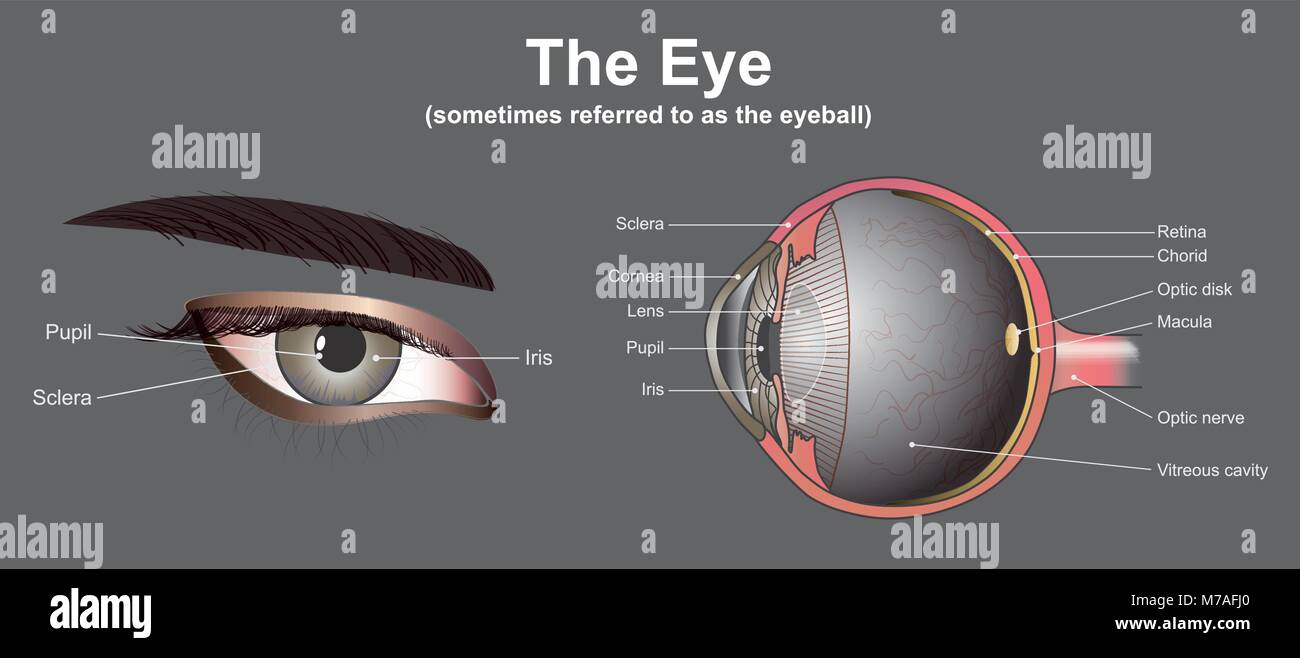 Gli occhi sono gli organi della visione. Essi rilevano la luce e di convertirla in impulsi elettrochimici in neuroni. Negli organismi superiori, l'occhio è un complesso o Illustrazione Vettoriale