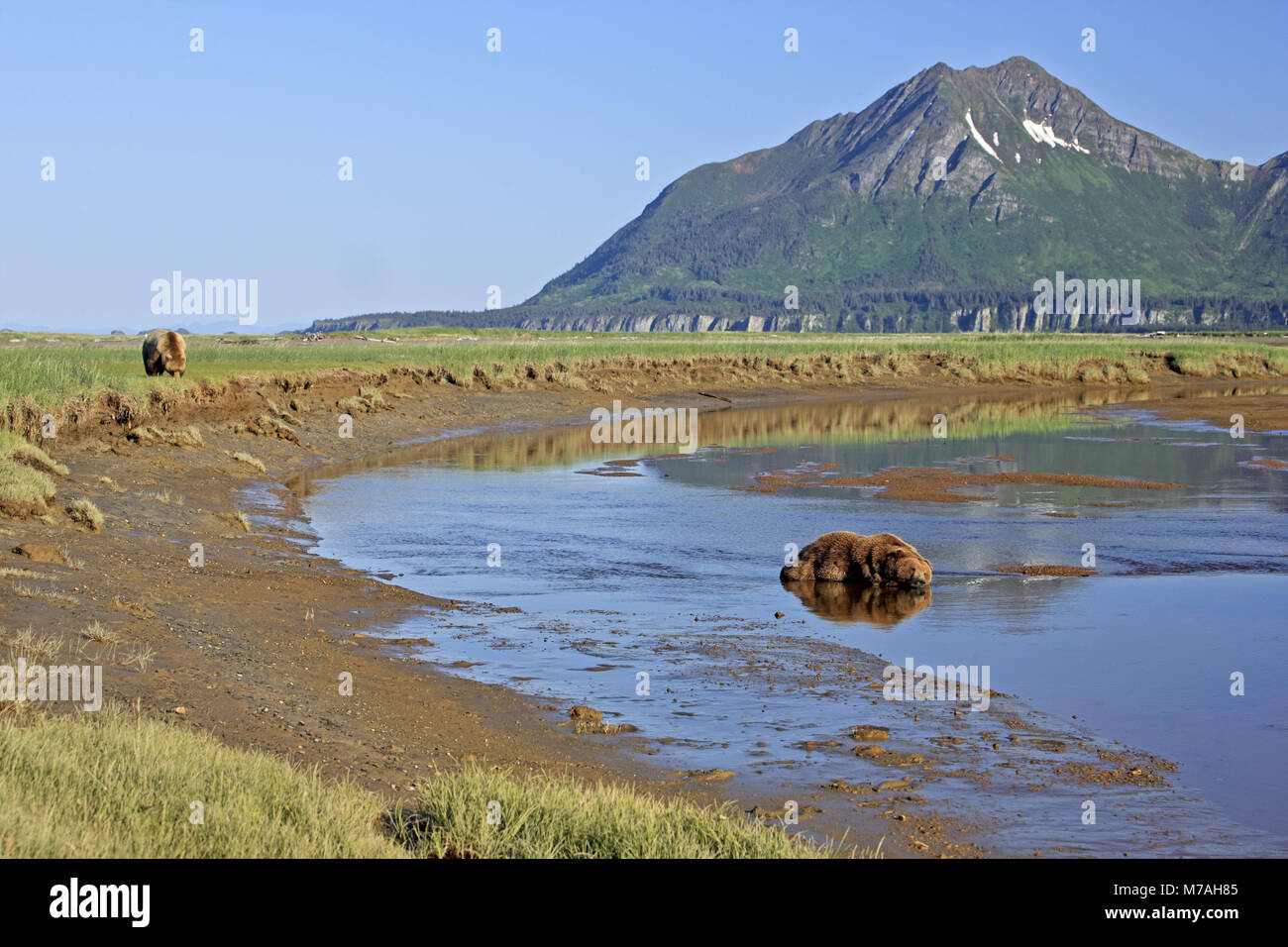 Nord America, USA, Alaska Katmai National Park, Hallo Bay, di orso bruno Ursus arctos, Foto Stock