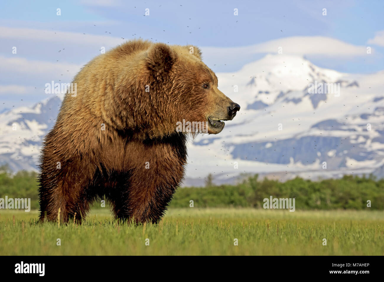 Nord America, USA, Alaska Katmai National Park, Hallo Bay, di orso bruno Ursus arctos, Foto Stock