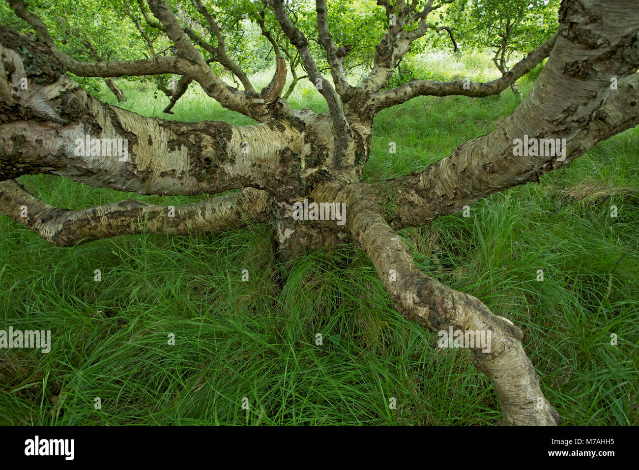 Krummholz di una betulla a est Frisone isola di Baltrum. Foto Stock