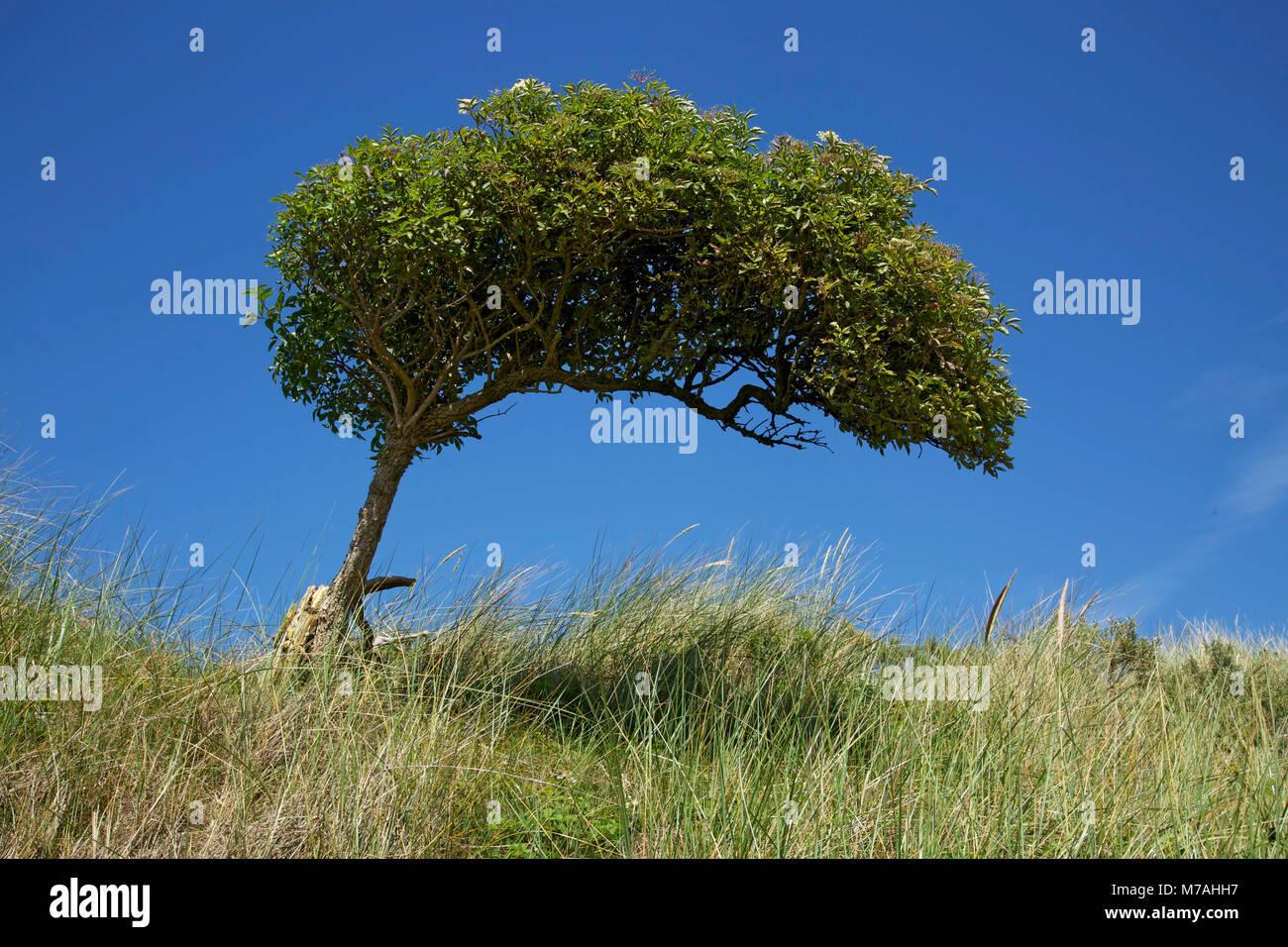 Il sambuco bush come un vento di albero in Dünenheide dell Oriente Frisone isola di Baltrum. Foto Stock