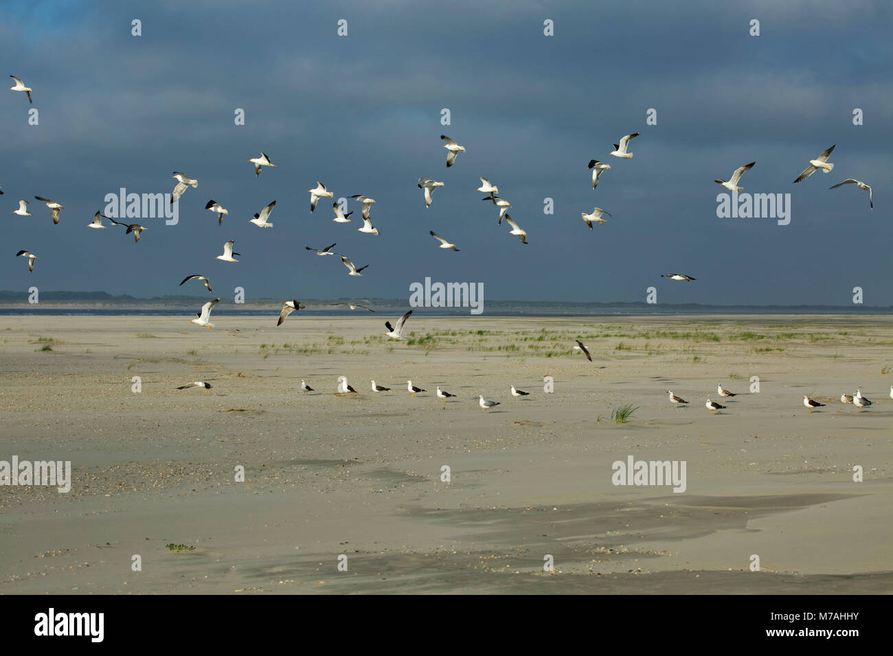 Stormo di gabbiani sulla spiaggia dell'isola di Baltrum. Foto Stock