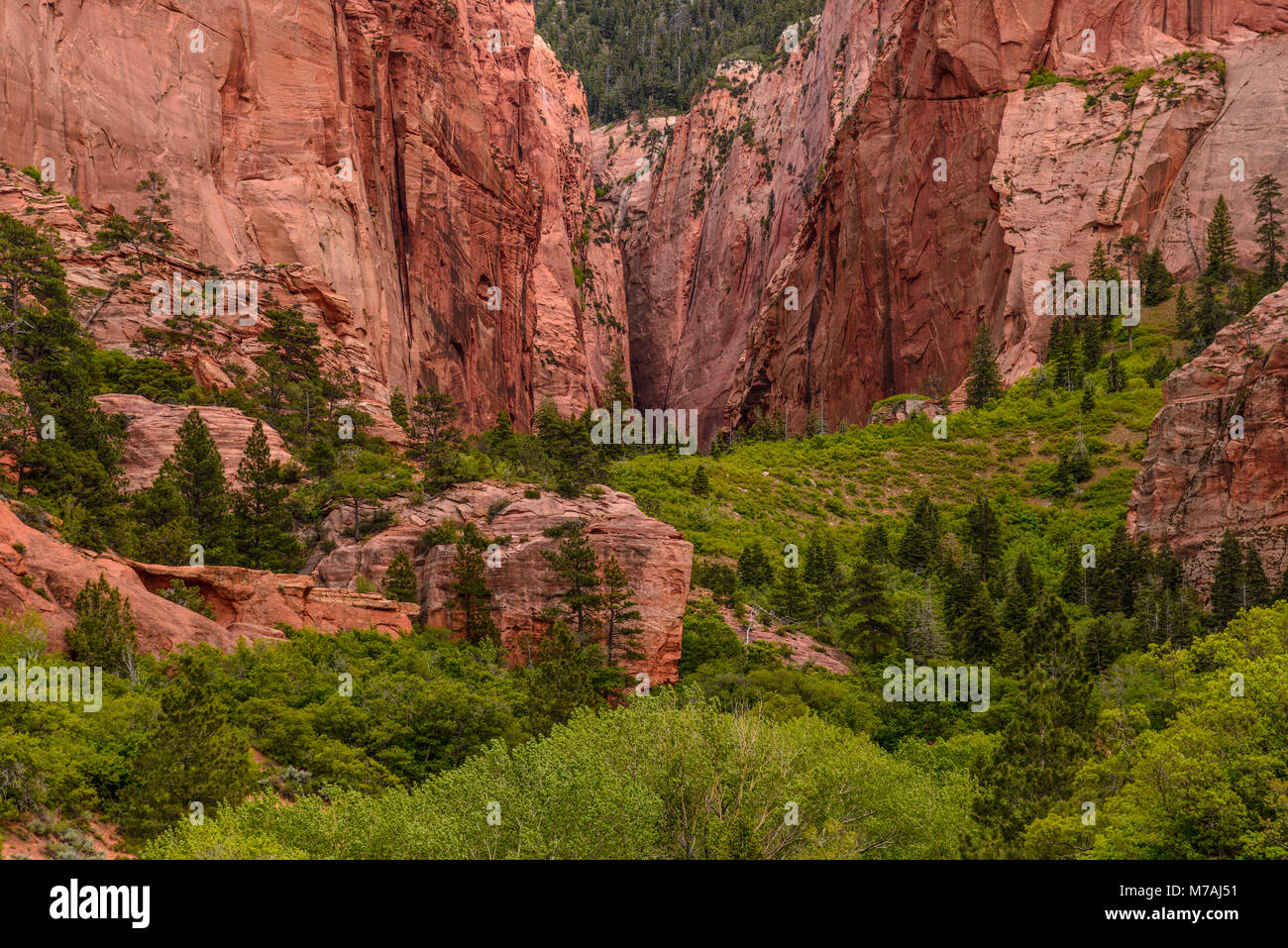 Gli Stati Uniti, Utah, Washington county, springdale, Parco Nazionale Zion, Kolob canyons, allungando canyon Foto Stock