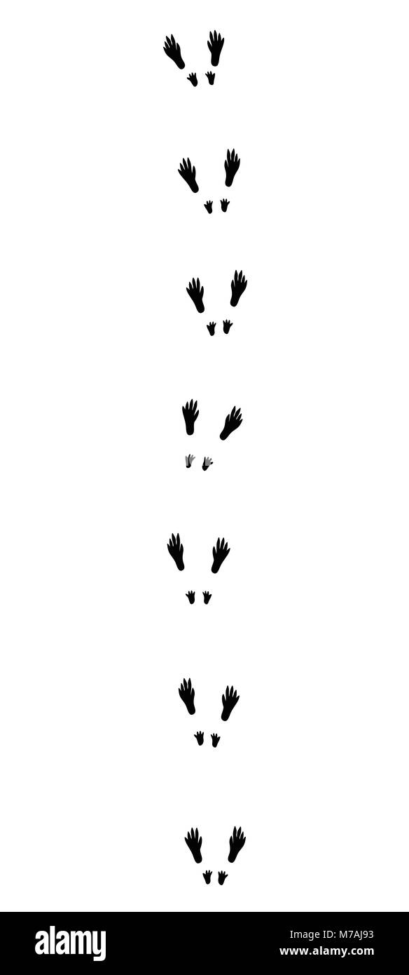 Tracce di scoiattolo. Footprint tipico quando hopping - icona nera illustrazione su sfondo bianco. Foto Stock